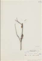 藏品(臺灣馬醉木)的圖片